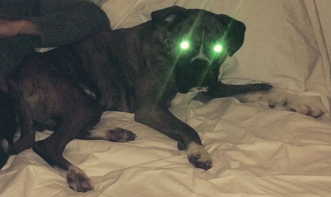 HerbertBoxerDog's tweet photo. Happy Halloween...ahahahaha!!!!!! #halloween #halloweendog https://t.co/h0gPNNHfvI