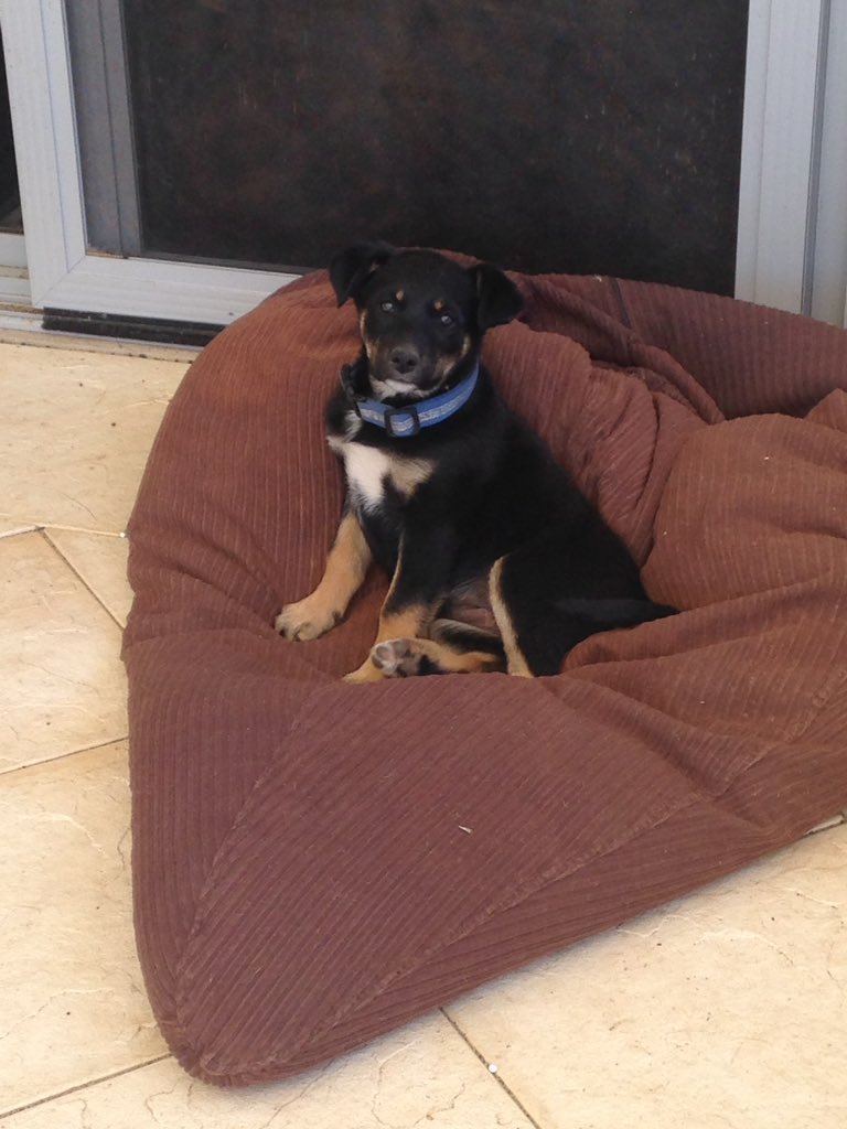 I'm looking for a working home for this girl- 11 week old kelpie. Msg me if interested...I'm getting a bit attached!