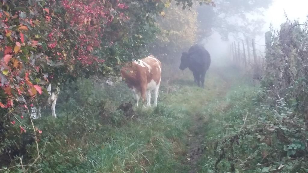 RachelWardbooks's tweet photo. Eek, @NTBathSkyline, there are cattle in the wrong places this morning! #blockingthepath #notinafield https://t.co/HKcRjgeIPT