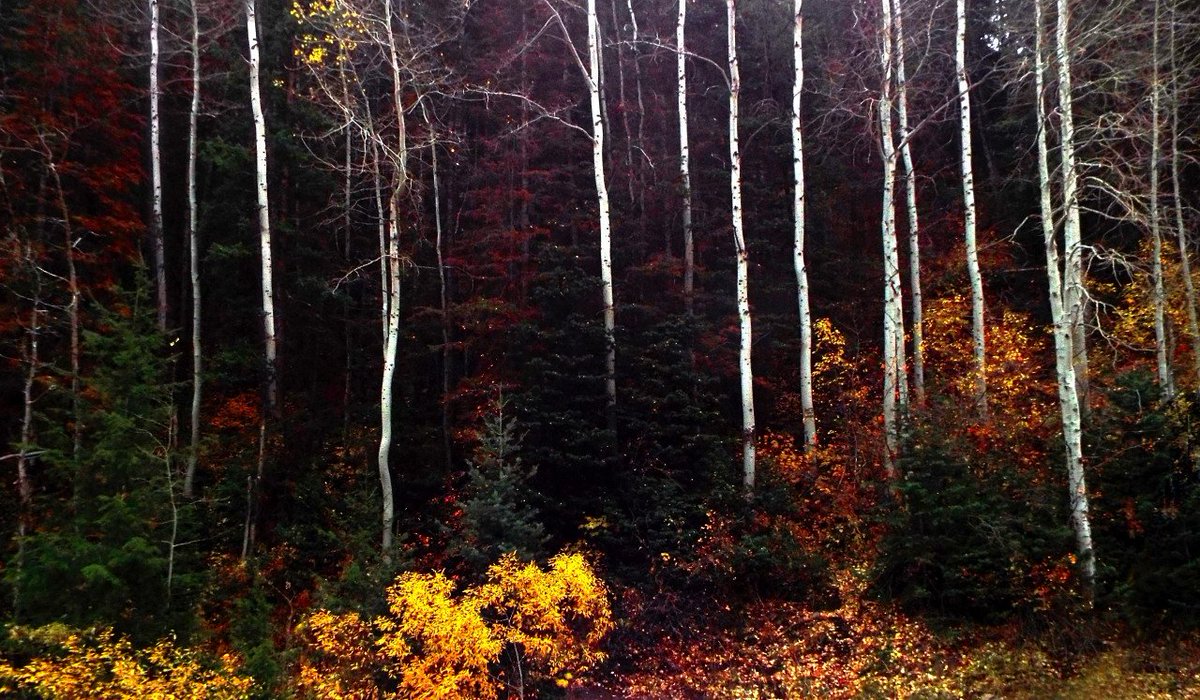 Feeling2Great's tweet photo. My pic from Park City https://t.co/DTZLXz9mBP