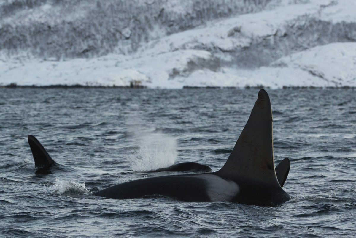 WildNorwayAdv's tweet photo. Looking for #WinterMoreFun? Our Whales and Aurora photo tour https://t.co/GcCXDWTK3u starts in November. Up close encounters! #WildNorway https://t.co/dOxUcKyKx6