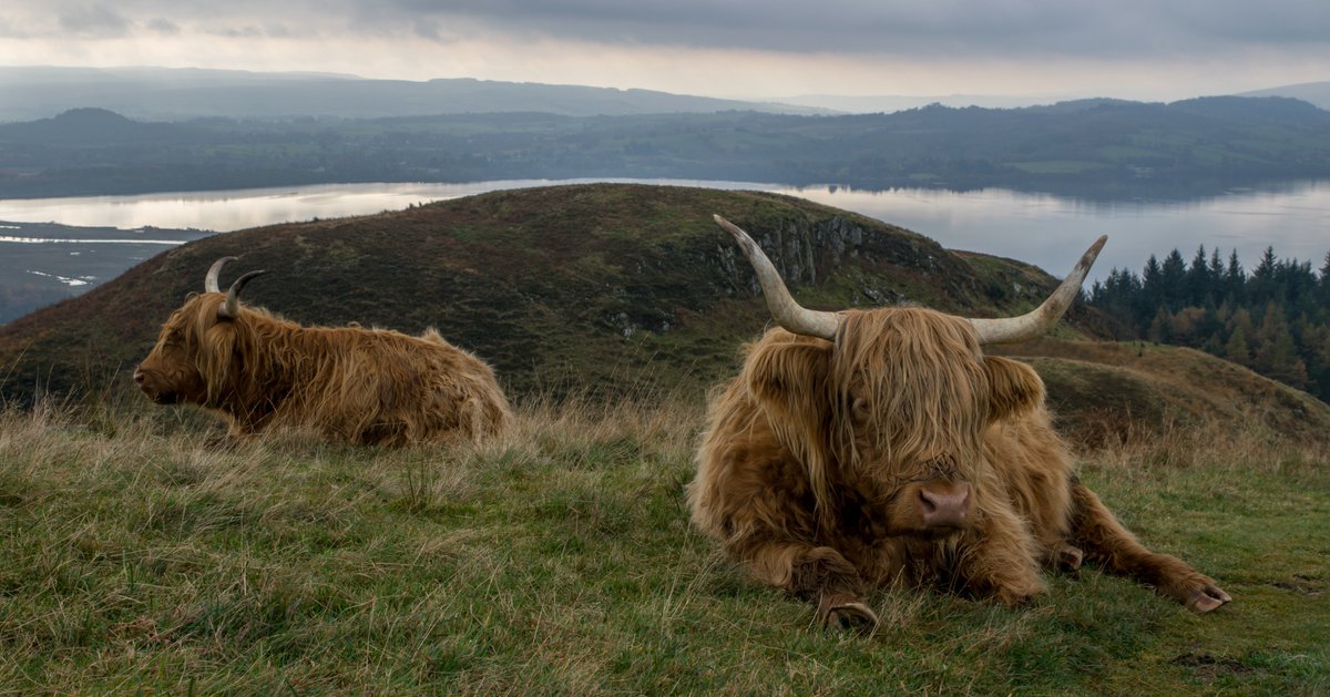 TheChaoticScot's tweet photo. Loch Lomond. Highland Boundary Fault Line. Hairy Coos. Scenic views. A dram &amp; shortbread at the top. WOW. Thanks @Scotlands_Wild #PackMoreIn https://t.co/YprRuiUmTS