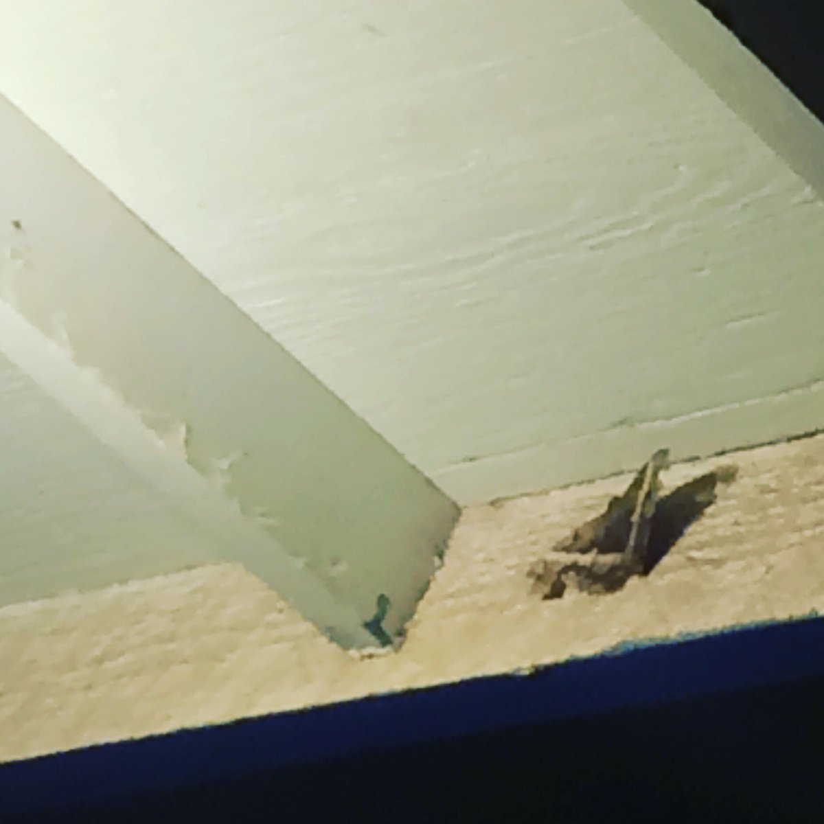PeterORIordan1's tweet photo. Attacked by this GIANT moth! full peacock mode now,taunting me and from the looks of the battle scars,not its first rodeo #maui #proficy 🎃 https://t.co/mLtH9PaO0Q