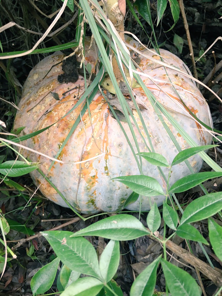 serzinclioglu's tweet photo. Our very own #GreatPumpkin! 30 lbs pumpkin in our #schoolgarden! #1stgraders are learning even more in our new #learningkitchen. #saspudong https://t.co/30Djjt2lfY