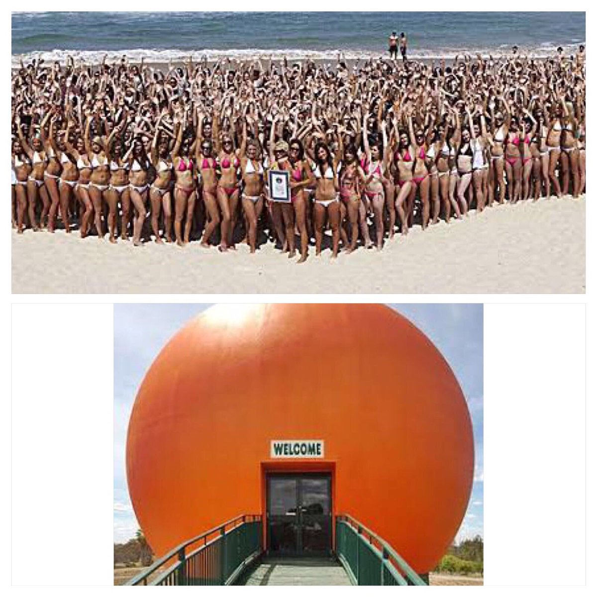 <a href="/BigOrangeGB/">Big Orange</a> Big Orange V Bondi Beach #caseclosed #MelbourneCup 🏆🇮🇪🇦🇺 V 🇬🇧