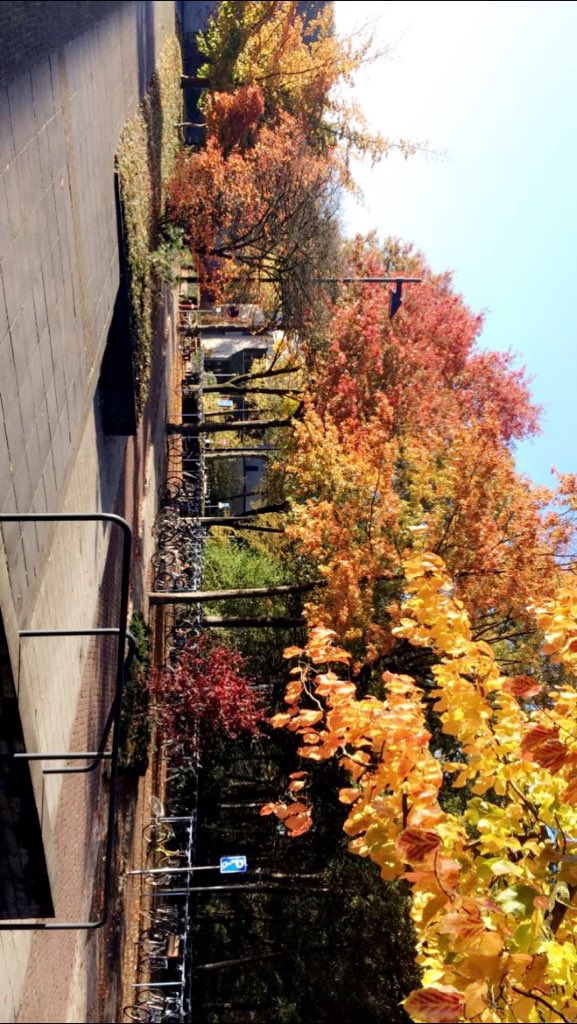 maudholzmann's tweet photo. Herfst is by far mijn favoriete seizoen 🍁🍂 https://t.co/xzhwRq0deh