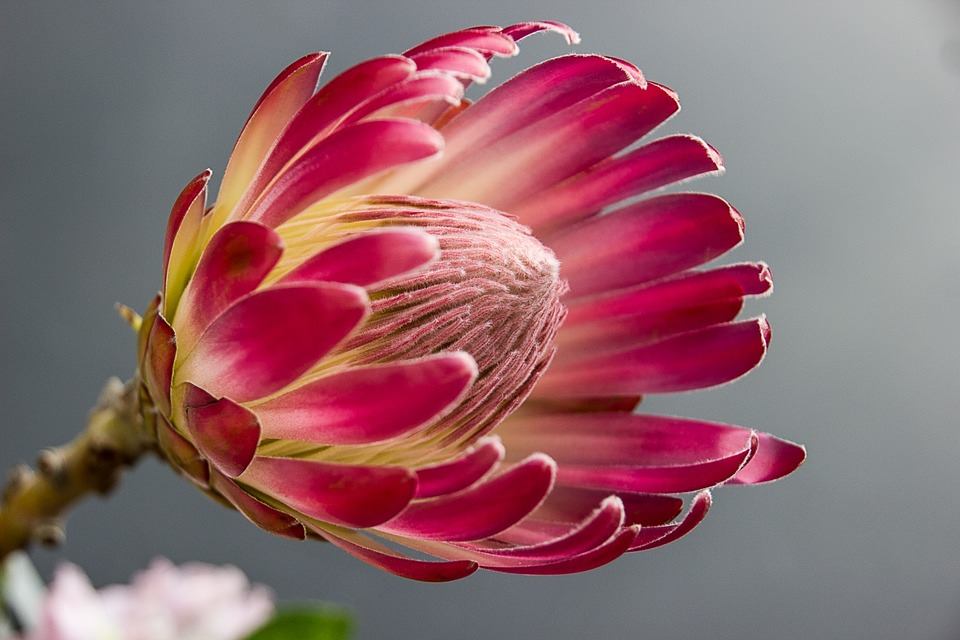 woict's tweet photo. Benn's @CT_FlowerShow Review: "The absolute pinnacle in the latest garden design excellence" https://t.co/Q8Jpm3tG0m https://t.co/b0IaoNaHsL