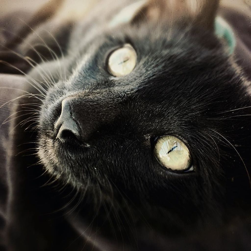 down4keeps's tweet photo. meows for mischief 🐾#adventurecat https://t.co/nuBmsSE4rA https://t.co/KsP4TusOok