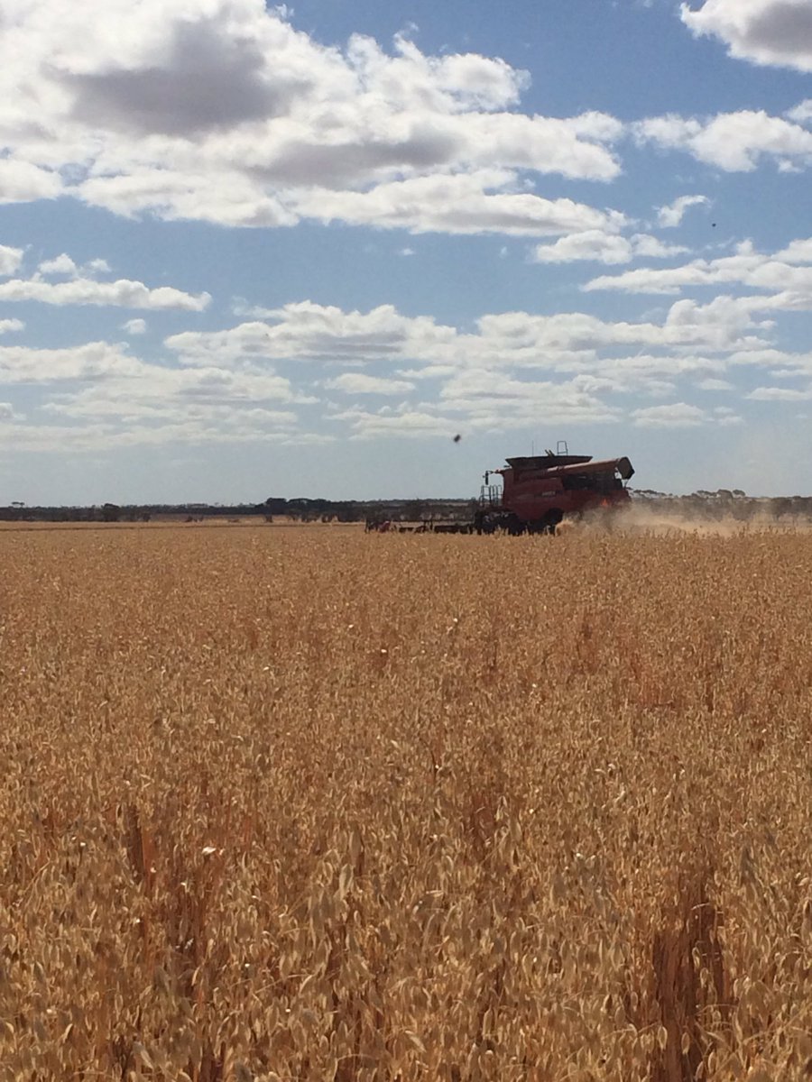 SEPWA_ag's tweet photo. The first #oat variety trial was harvested in #grasspatch @Sharp3107 https://t.co/QixcRV3DzR