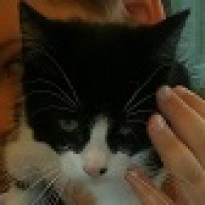 Tinker is #missingcat from Middlesbrough, TS5 6PQ cataware.co.uk/missing-cat-bl… pls RT