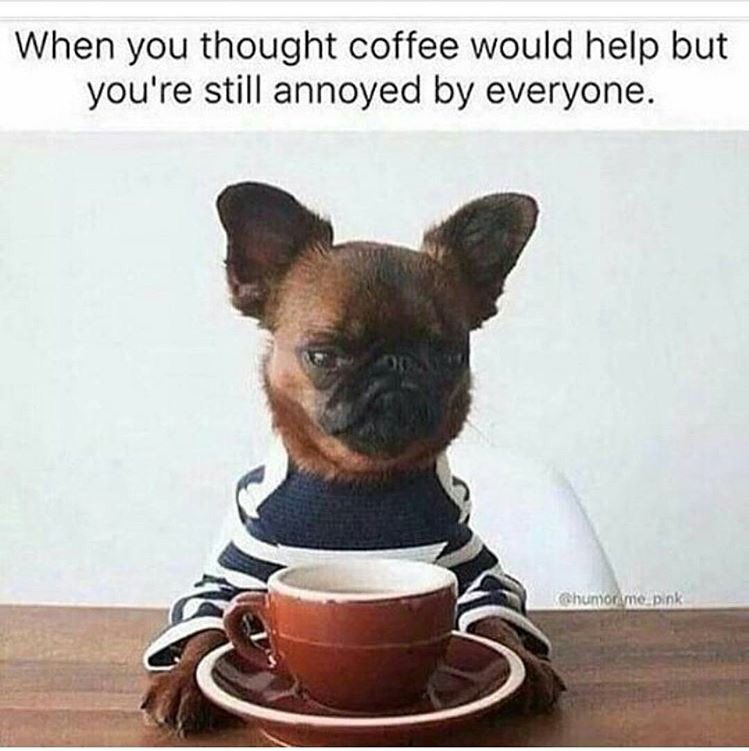 heepsy10's tweet photo. This pretty much sums me up all day everyday #alwaysannoyed #lovecoffee #humangrumpycat https://t.co/NPxbkCUgJX