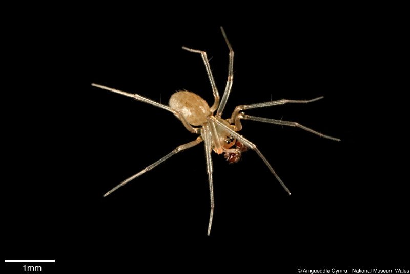 GarethFarr1's tweet photo. Happy Halloween: celebrate with this spider from #CoedyMwyster Caves. Images by Julian Carter @Museum_Cardiff #Lepthyphantes #pallidus https://t.co/Htf7k4qJxk
