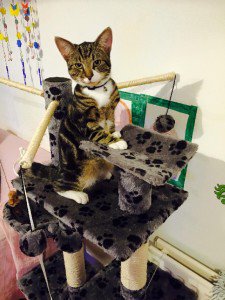 Bobbie is #missingcat from Marske-By-The-Sea, TS11 6DR cataware.co.uk/missing-cat-bl… pls RT