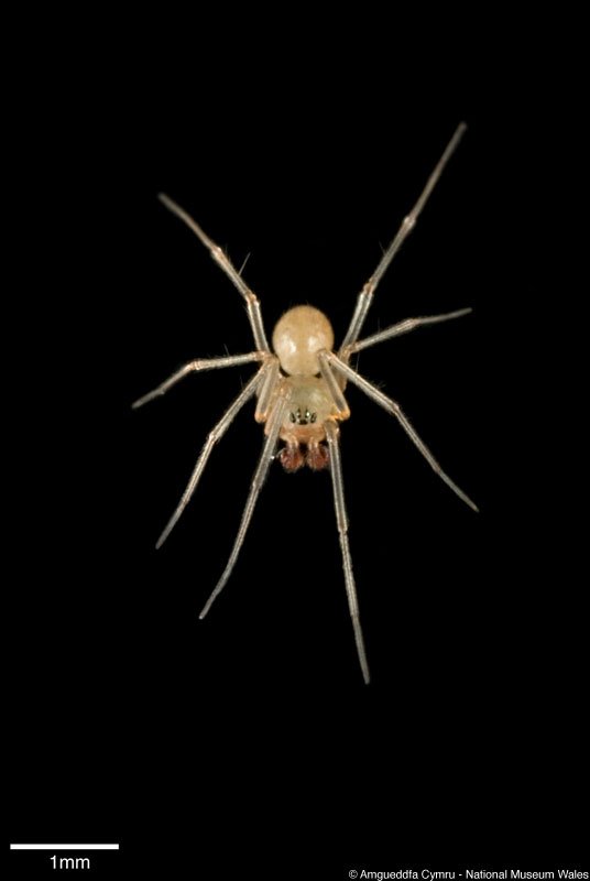 GarethFarr1's tweet photo. Happy Halloween: celebrate with this spider from #CoedyMwyster Caves. Images by Julian Carter @Museum_Cardiff #Lepthyphantes #pallidus https://t.co/Htf7k4qJxk