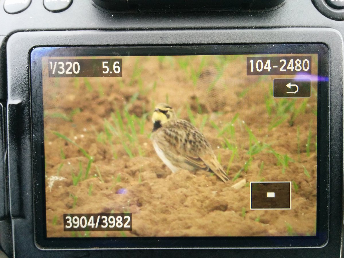 Markthebirder's tweet photo. Beauties! Also 3 Lap Bunting top fields, 3 Snow Buntings Carr Naze, incoming thrushes & Whoopers #FileyObs @BirdGuides @RareBirdAlertUK https://t.co/IBkEdBTTv2