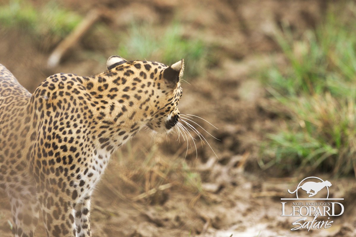 Leopard_Safaris's tweet photo. Nice pictures of our latest leopard encounter we wanted to share with you, enjoy. https://t.co/PolOrsGpbT