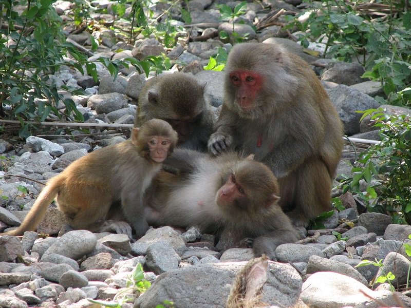 halongsapatour's tweet photo. Monkey island - unique features of Cat Ba Island
#travelhalongbay #halongattraction #halongbay #vietnam
https://t.co/1k9RIadnJn https://t.co/LW9eSDjNbP