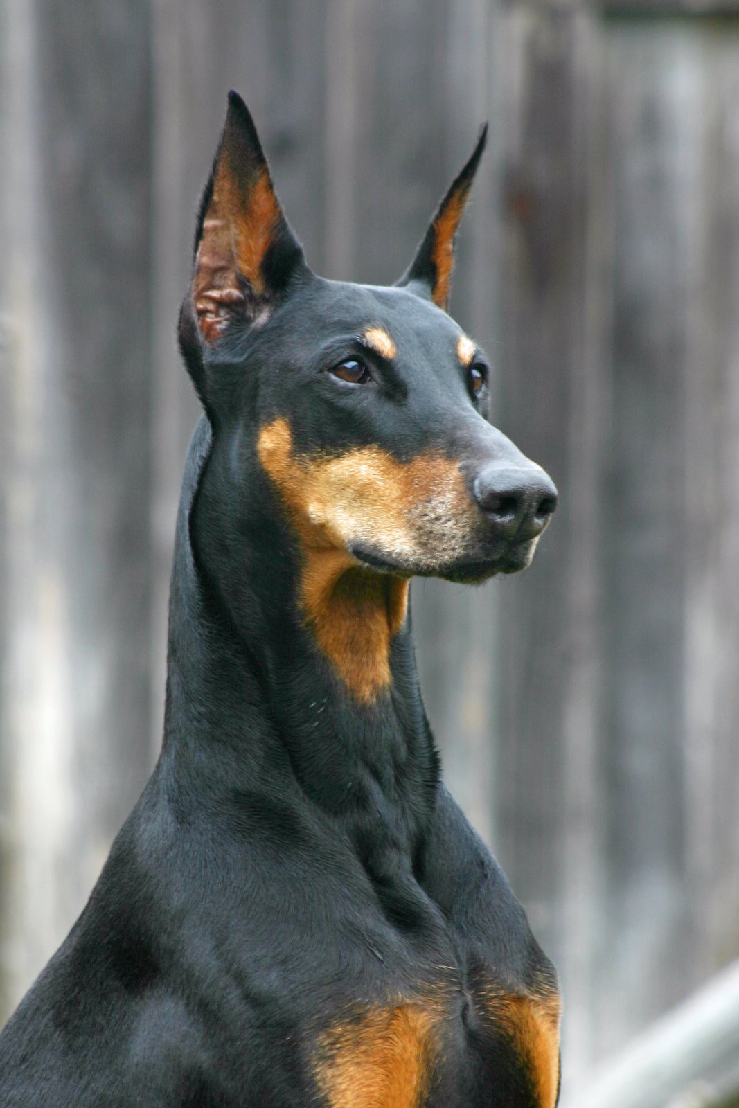 Pandpand パンドパンド V Twitter 本日の世界の愛犬 護衛犬としても有名な犬種です 犬種名 ドーベルマン 原産国 ドイツ 特徴 犬のサラブレットと呼ばれる程筋肉質である 元々は家業犬を示す ドーベルマン ピンシャー と名がついていたが