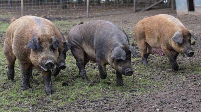 PriestleyNSA's tweet photo. Duroc still top Danish boar after head-to-head comparison with Pietrain #pork #pigs https://t.co/oOV9NNWLZG https://t.co/rJwbX6Uv2C