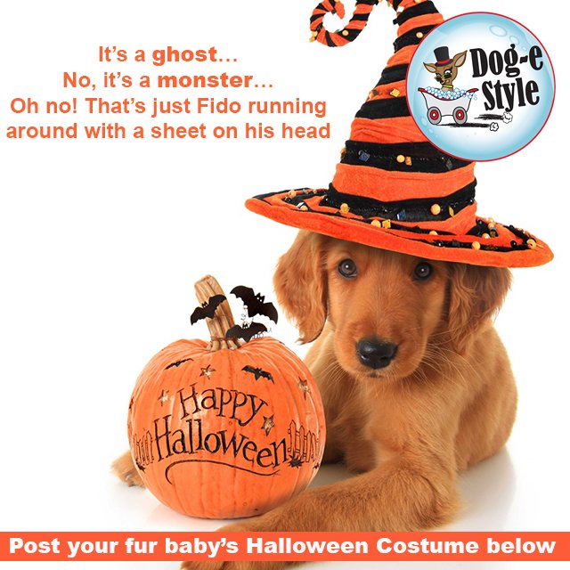 DogeStyleMDG's tweet photo. Tag your #furbaby’s #Halloween #Costume #DOGEFUN We would love to see how creative our followers are! #GottaLuvKZN https://t.co/6iauDNEQCU