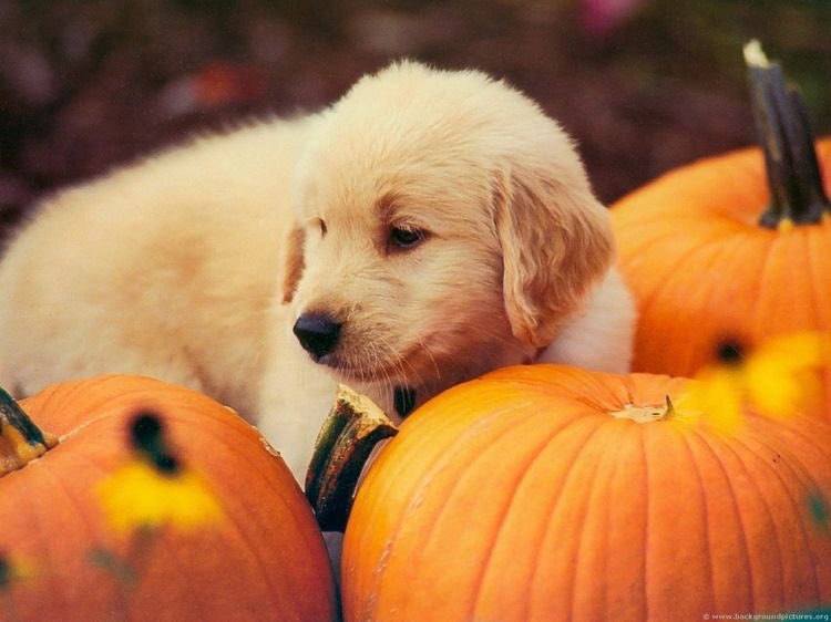 bobbi_morse19's tweet photo. "Whiskey likes pumpkins. Charlotte, not so much."
#Hunterween https://t.co/CMJ5waICAh