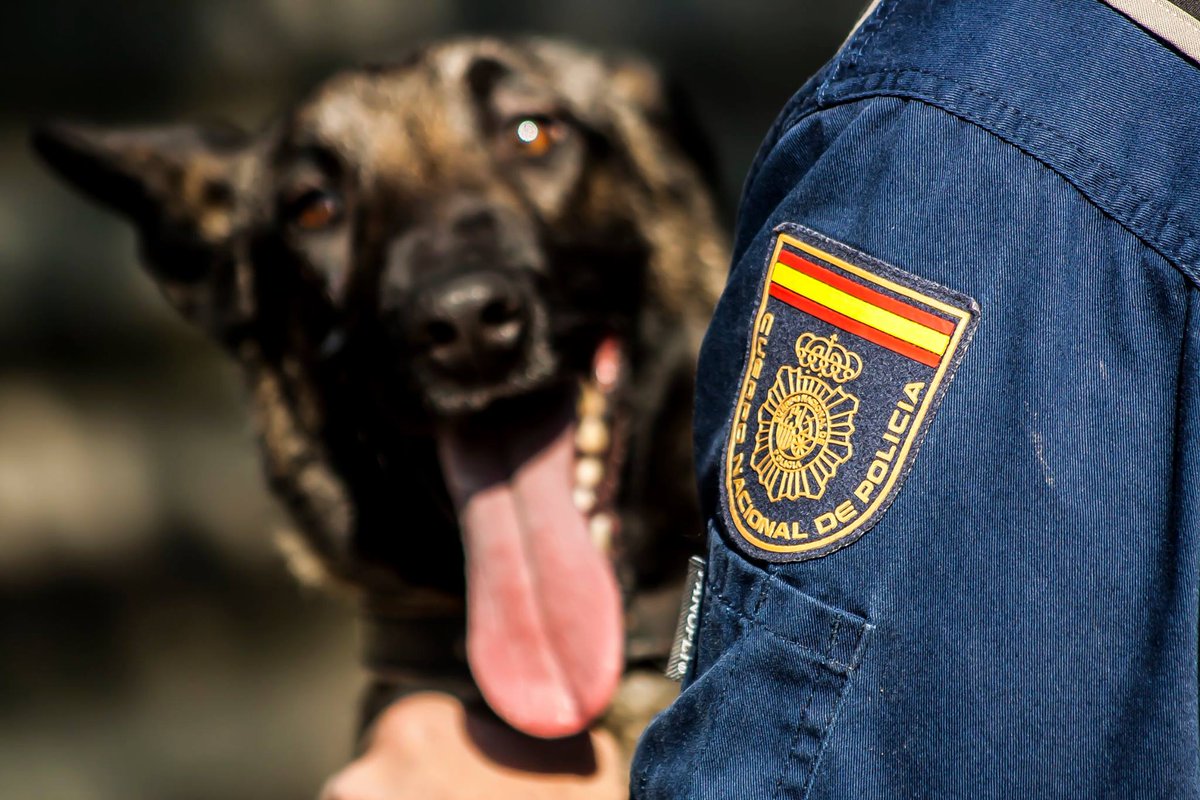 policia's tweet photo. Nominados @heroesde4patas a Premios Teaming. Si ganan, los 1.000€ ayudarán en la operación de Lili❤. Por ella, VOTA:
https://t.co/0x1snEzOmW https://t.co/MGHtZPmBYc