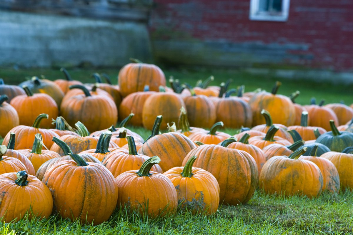 #Concours photos : Ma plus belle #citrouille
Vous avez jusqu'à #minuit pour tenter de gagner une box #Halloween : office-tourisme-usa.com/concours-ma-pl…