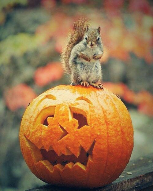 SquirrelQuotes's tweet photo. Happy Halloween to all my Furry Friends!
#Squirrel #Quotes #halloween https://t.co/lvEcXe49QL