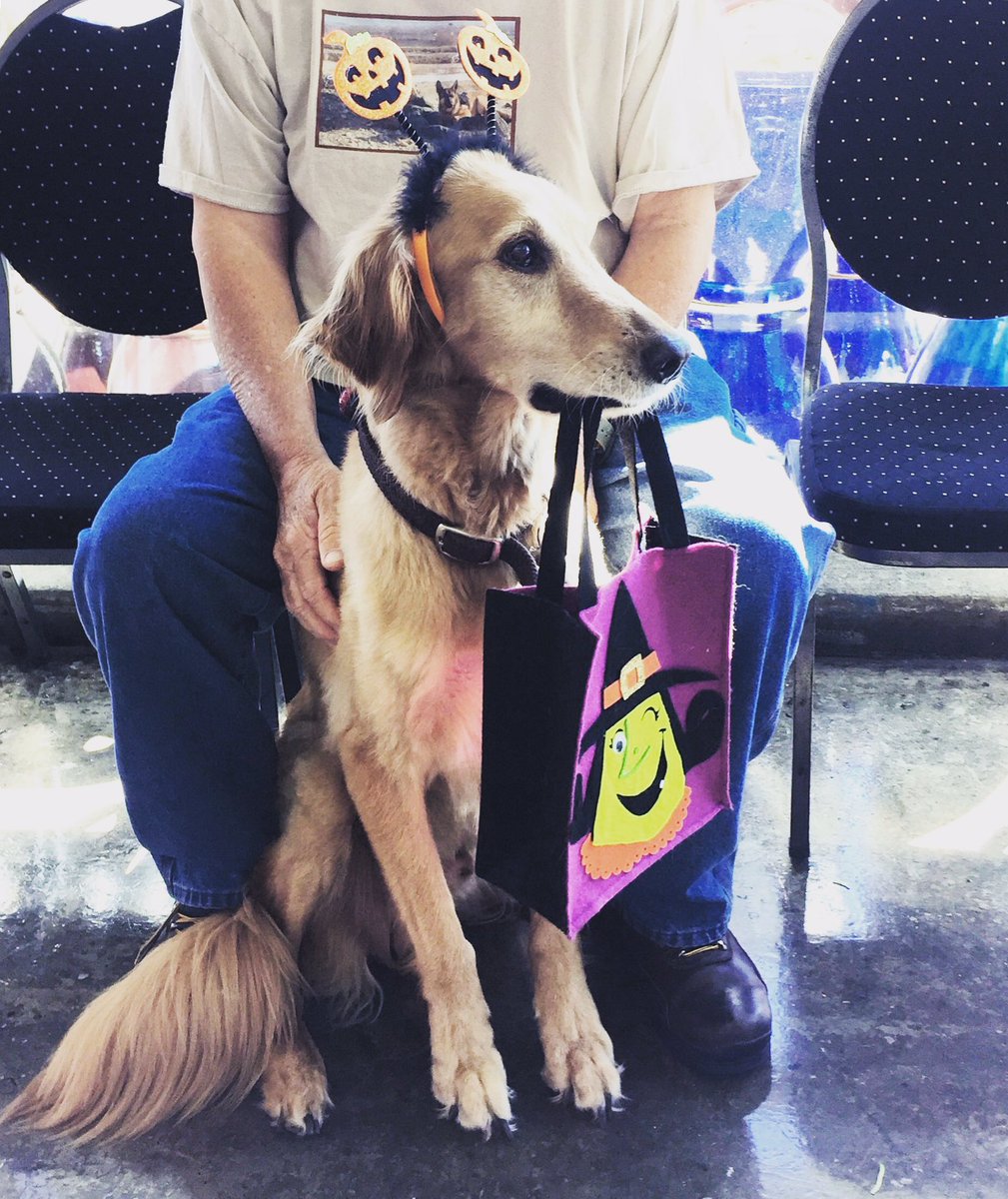 This pup was feeling festive, so he came by to see if we make Dog Biscuit Gelato. We don't, but we had Pumpkin Pie Gelato for his Human! 🎃🍨
