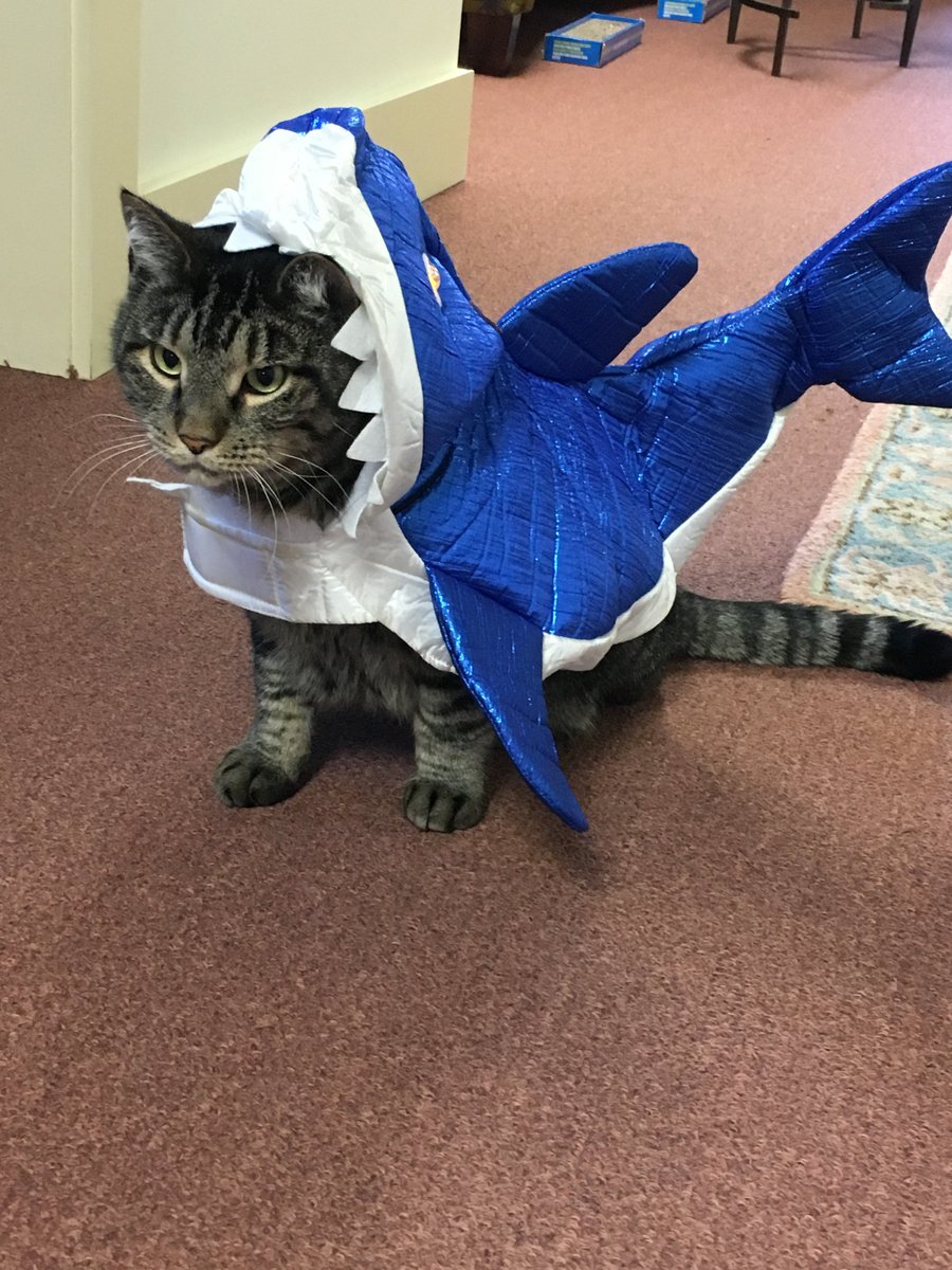 spelmanjohnson's tweet photo. Happy Halloween from the Spelman Johnson team and our office cat, Mongo the shark! #HappyHalloween #spelmanjohnson https://t.co/3RA0A1GvUN