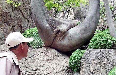 anuddafatguy's tweet photo. Wondering if you will really retweet naughty trees #RetweetTER https://t.co/6d8DK95xnb