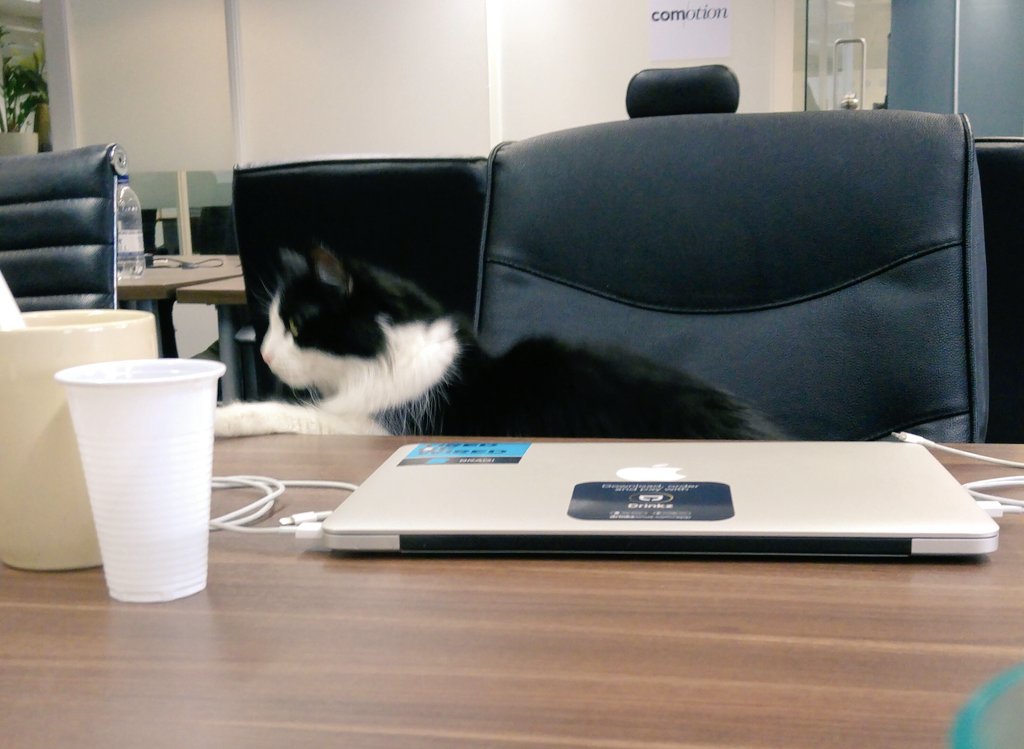 <a href="/IWStartupCat/">StartUp Cat</a> caught in the act of industrial espionage