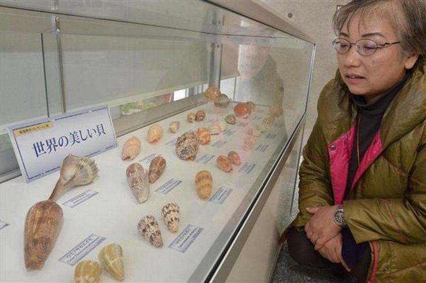 FemoraleShells's tweet image. Video: Nishinomiya Shell Museum (Japan),youtube.com/watch?list=PLu… #shellmuseum #Japan #Nishinomiya #mollusc #NaturalHistory