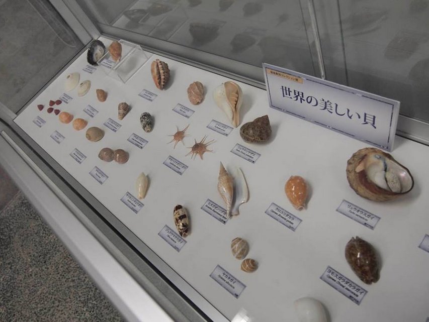 FemoraleShells's tweet image. Video: Nishinomiya Shell Museum (Japan),youtube.com/watch?list=PLu… #shellmuseum #Japan #Nishinomiya #mollusc #NaturalHistory
