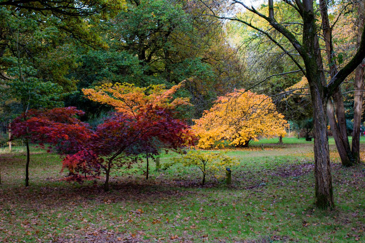 DomCotter's tweet photo. How about these for some Autumn scenes taken in the Forest of Dean by Julian Day. He is a keen enthusiast and is going to give me some tips! https://t.co/wz9SQYgSaa