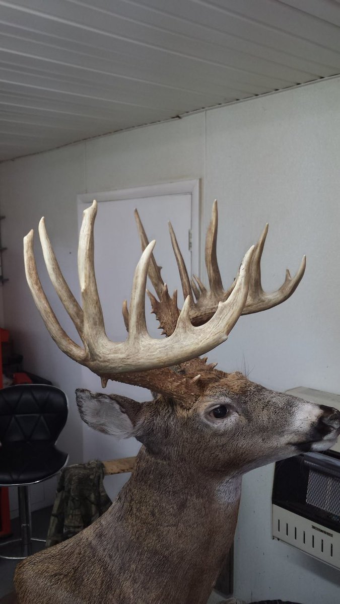HuntHardOhio's tweet photo. @WhitetailGhost Here he is after being mounted. https://t.co/jTb8B2wAeq
