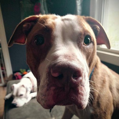 fostertoforever's tweet photo. Ludwig von Dog-Toven will write a symphony on ur heart! &amp; look how he finds his light. Such a model @SHHAnimalRescue https://t.co/lyjKhbijKy https://t.co/gOOT8NhYKk