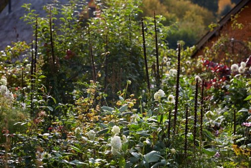 ArneMaynard's tweet photo. A lunchtime read || Prolonging a good year. This week’s Garden Diary from @stevelannin &amp; @BrittWillDyer https://t.co/9SJZaGy5ZK #gardendiary https://t.co/RfRTgsUKY3