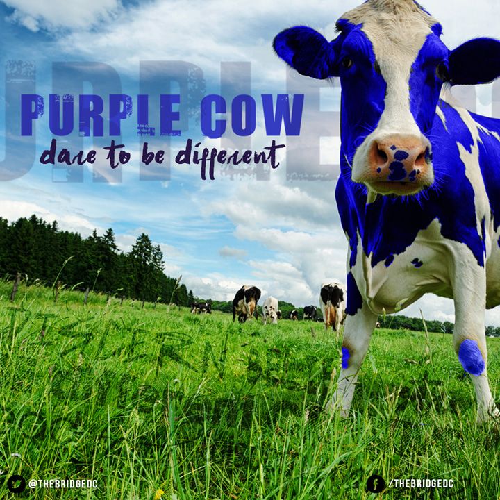 TheBridgeApp's tweet photo. Check out Week 1 of our purple Cow Series #DareToBeDifferent - https://t.co/ZWCtkFGgdj https://t.co/APBg4xq1lk