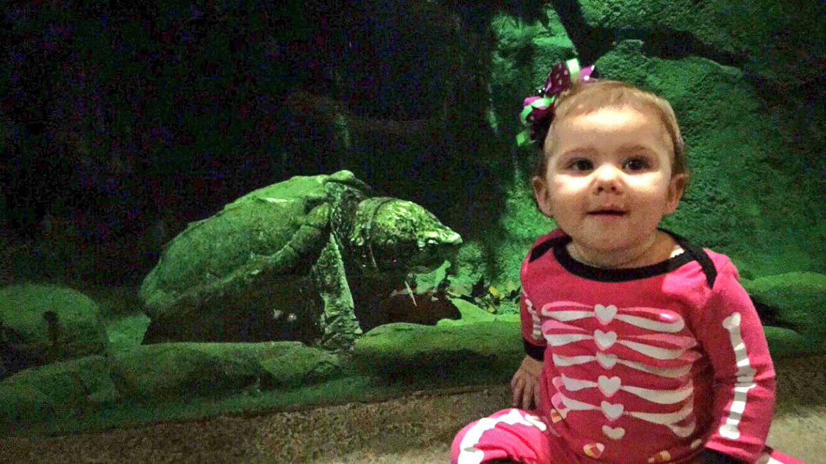 joyellen12's tweet photo. She is not sure 🤔🐢🎃 #rumerhasit #halloween2016 https://t.co/KiVpWh9pKv