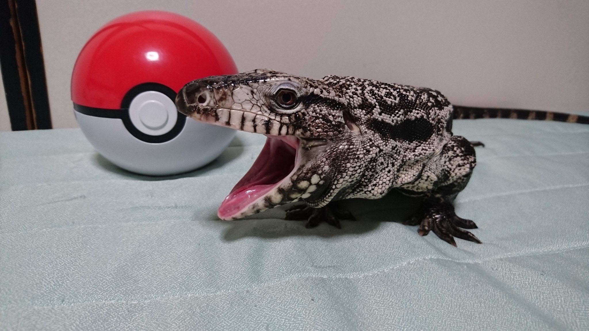 ヤマアラシ Twitterren ポケモン ヤマアラシ Twitterren ポケモン