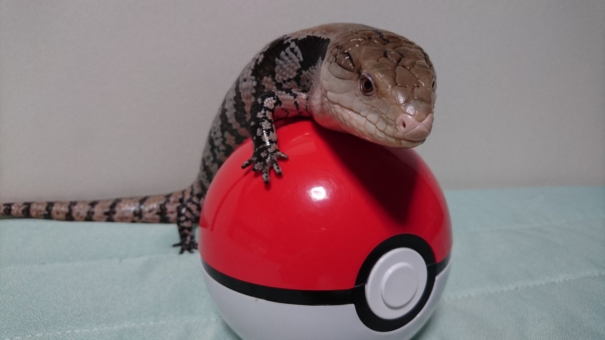 ヤマアラシ ポケモン ヤマアラシ ポケモン
