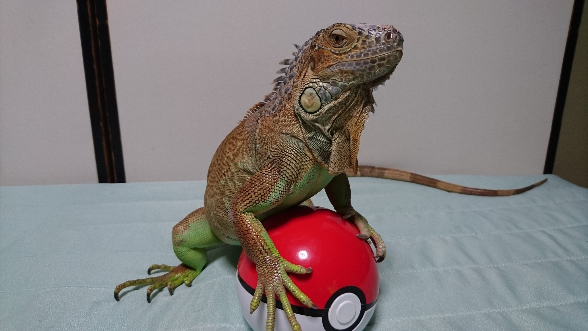 ヤマアラシ Twitterren ポケモン ヤマアラシ Twitterren ポケモン
