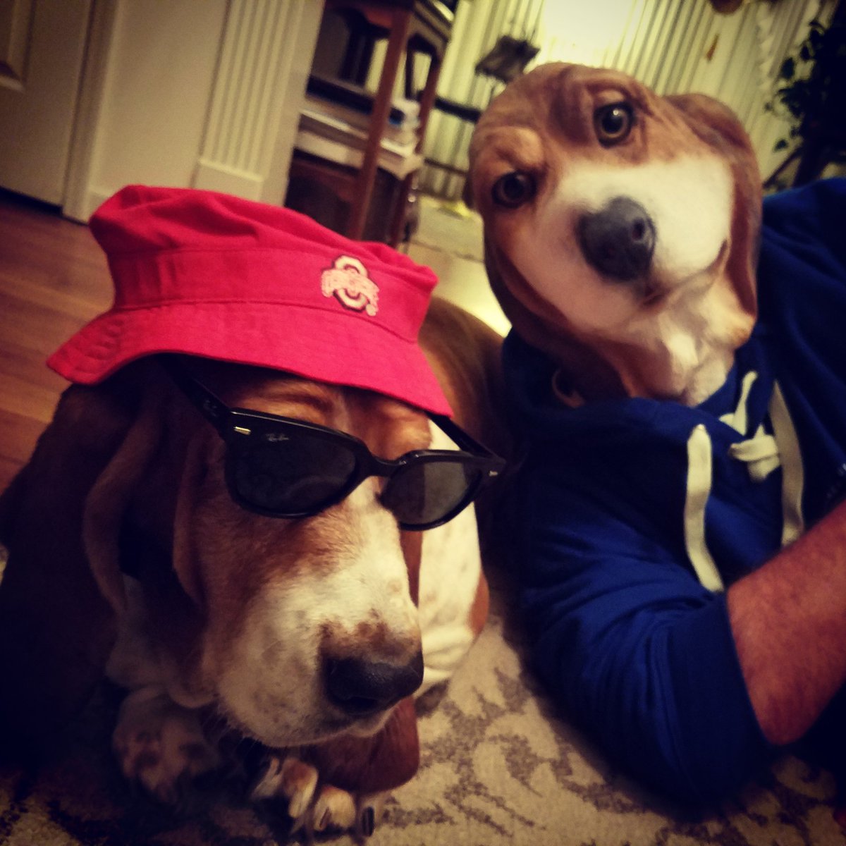 MaxTheBasset's tweet photo. Which one is Max and which one is dad? #tradingplaces #happyhoundoween #bassethound https://t.co/FCIQWk3EXW