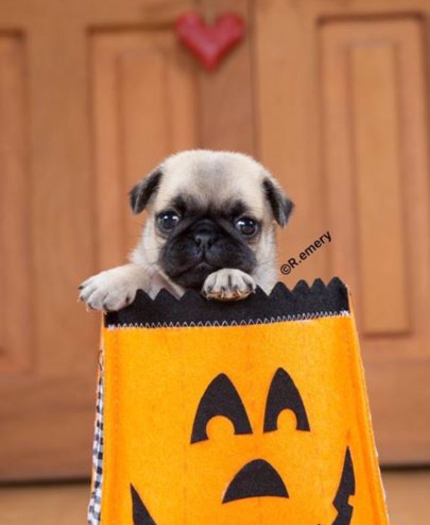 SunnyBella_'s tweet photo. @lindleysautos we weren't able to carve pumkins this year 😩 we do have our very own pugkin though if that counts 🎃☺️ #Lindleys https://t.co/LJ9TqUgJeN