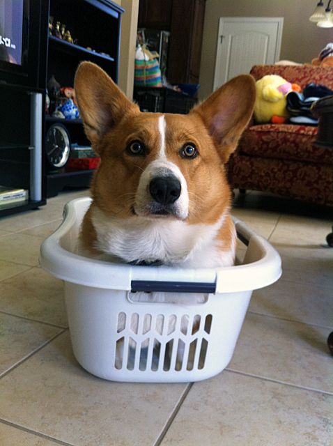BlancoXflo's tweet photo. 108 reasons why corgis really are that great. https://t.co/8GjYx64bhY