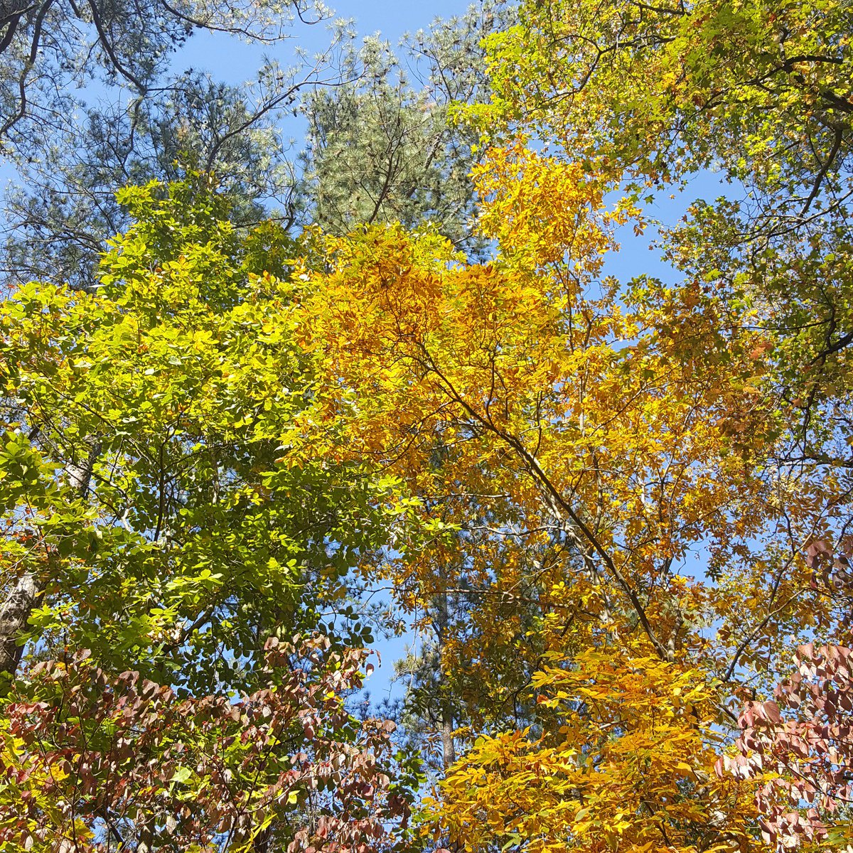 FullCircleEvent's tweet image. Happy Halloween!! #halloween #atlanta #feelslikesummer #lookslikefall #nofilter