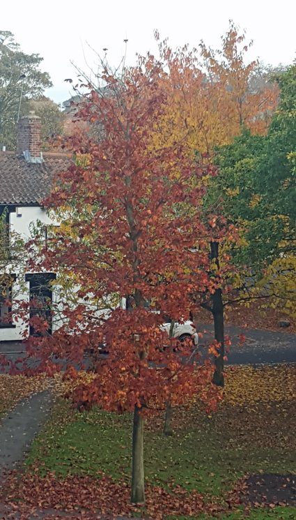 Right Lines tweet media