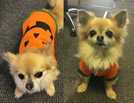 FillYourPaws's tweet image. Happy Halloween!! #dog #trickortreat #fancydress #chihuahua