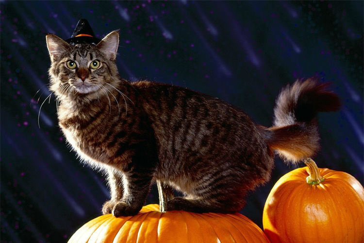 En #PetsPro nos encanta #Halloween y a los mininos también. ¡Feliz día para todos!🎃.